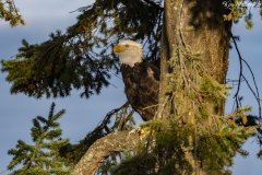 Bald Eagle (1)