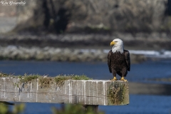 Bald Eagle (2)