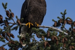 Bald Eagle (3)