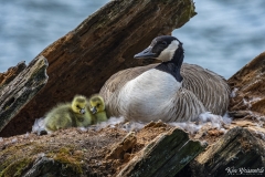 Canada Goose (1)