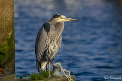 Great Blue Heron (2)