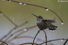 Hummingbird (1)