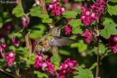 Hummingbird (2)