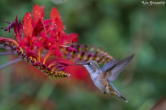 Hummingbird (4)