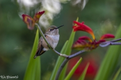 Hummingbird (5)