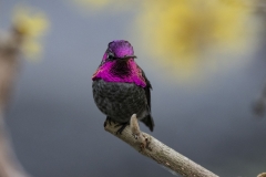 Hummingbird (6)