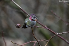Hummingbird (7)