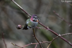 Hummingbird (7)