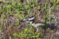 Killdeer (1)