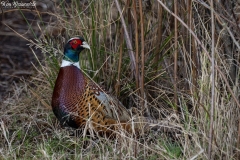 Pheasant (1)