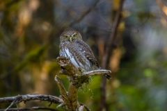 Pygmy Owl (1)
