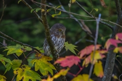 Pygmy Owl (2)