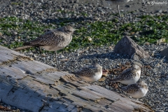Shore Birds (1)