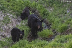 Bear Family (2)