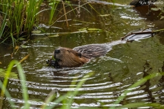 Beaver (1)