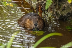 Beaver (2)