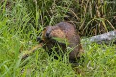 Beaver (3)