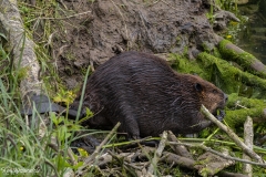 Beaver (4)