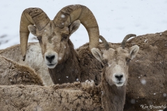 Bighorn Sheep (1)