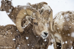 Bighorn Sheep (2)