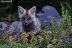 Cascade Red Fox (1)