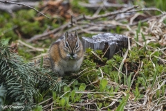 Chipmunk (1)