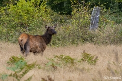 Elk (3)
