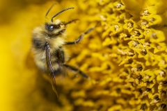 Honey Bee (1)