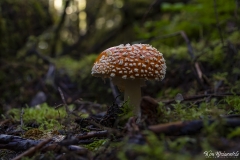 Amanita (1)