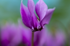 Cyclamen (1)