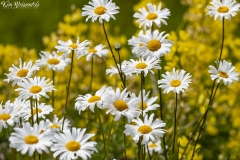 Daisies (1)