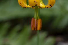 Tiger Lily (1)