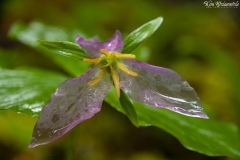 Trillium (2)