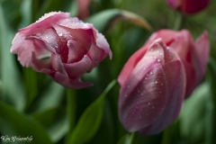 Tulip (1)