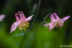 Columbine (1)