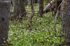 Avalanche Lily (1)