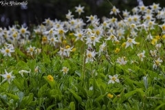 Avalanche Lily (2)