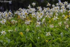 Avalanche Lily (2)