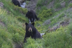 Bear Family (1)