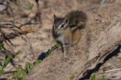 Chipmunk (3)