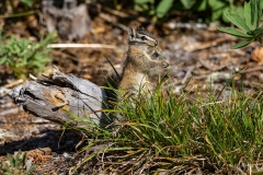 Chipmunk (4)