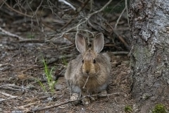 Cottontail (1)