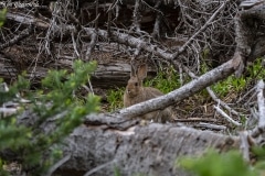 Cottontail (2)