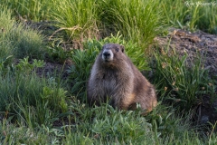 Olympic Marmot (1)