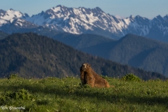 Olympic Marmot (2)