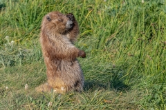 Olympic Marmot (4)