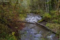 Barnes Creek (1)