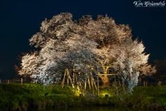 Asai (2)