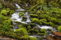 Sol Duc Creek (1)