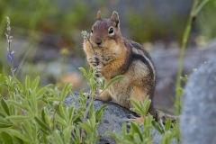 Ground Squirrel (1)